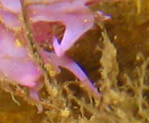 Flabellina affinis